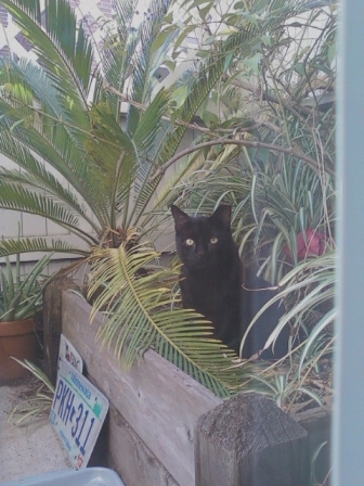 Onyx the Feral Cat